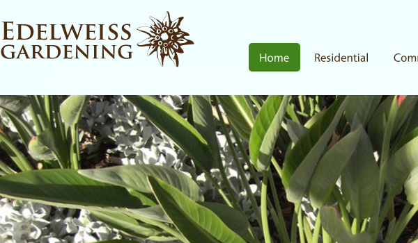 Edelweiss Gardening